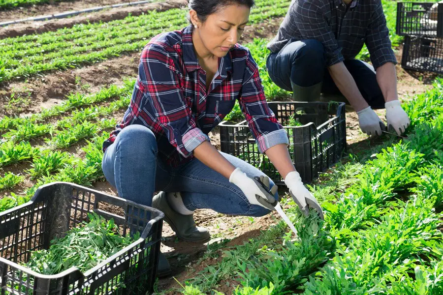 GoodFarms Case Study